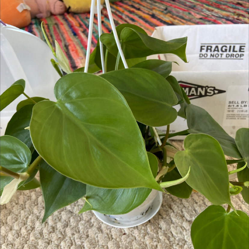 Healthy, mature Heartleaf Philodendron plant with vibrant green heart-shaped leaves in a white hanging pot, held by human hands.