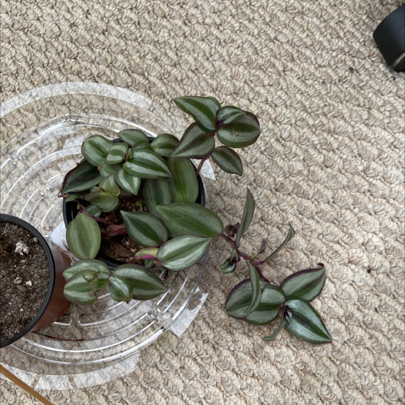 Potted Tradescantia zebrina in good health, with vibrant striped leaves of green and purple. Hand lifting vines to showcase coloring.