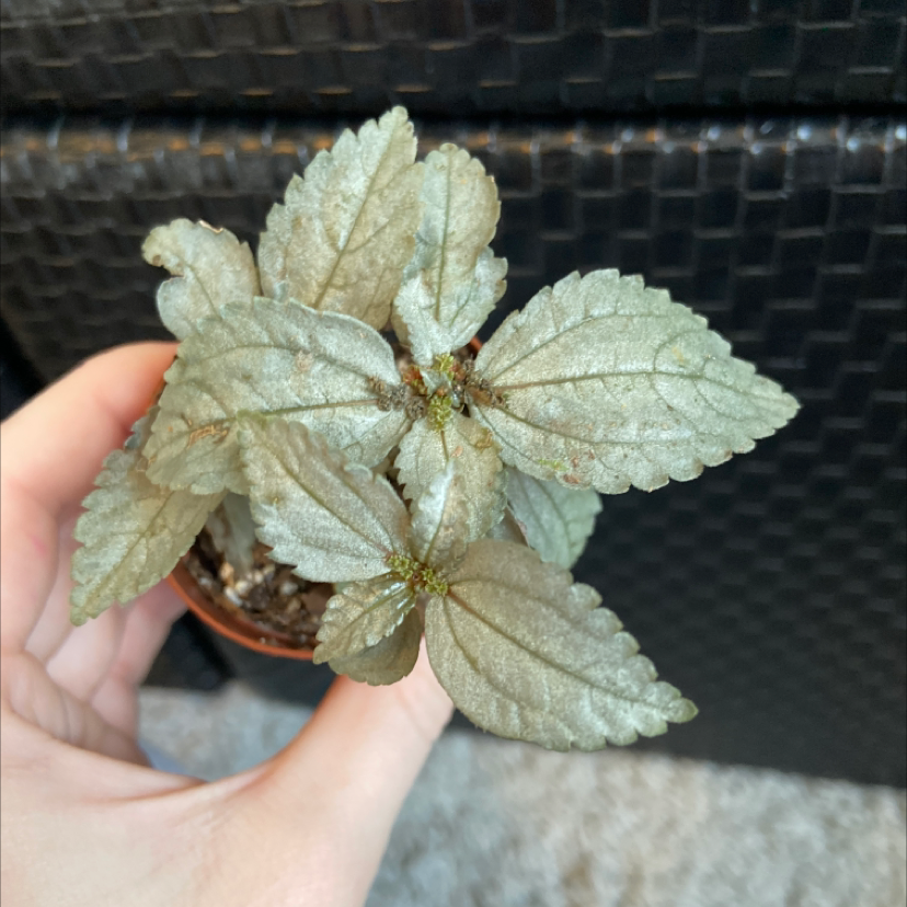 Aluminum Plant with silvery-green leaves in a small pot, held by a hand.
