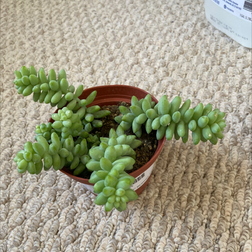 Healthy Burro's Tail succulent with dense clusters of plump jade leaves trailing from stems in a small clay pot.