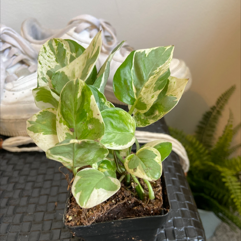 A healthy variegated pothos plant with large marbled green and yellow leaves, growing in a small nursery pot.