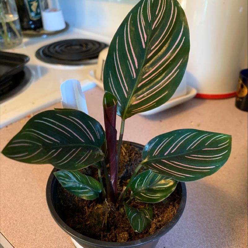 Pinstripe Calathea plant with white-striped dark green leaves in a pot.