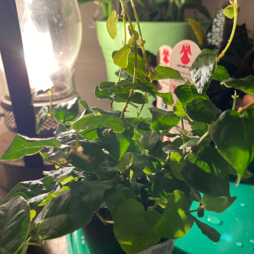 A thriving potted creeping fig plant with dense, trailing vines and small, healthy green heart-shaped leaves.