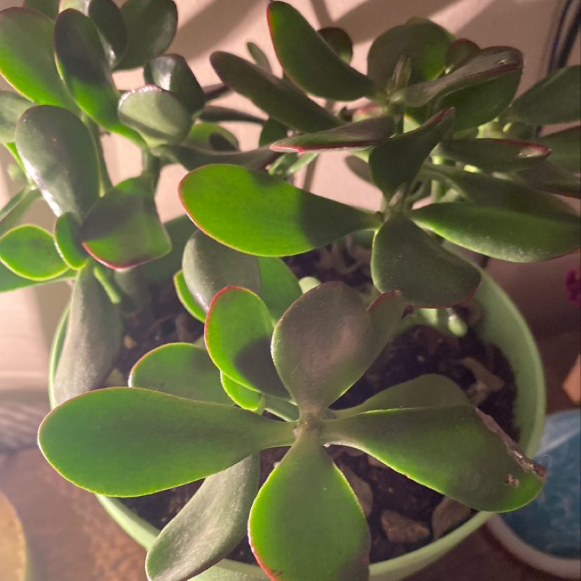Healthy Silver Dollar Plant with vibrant green leaves in a pot.