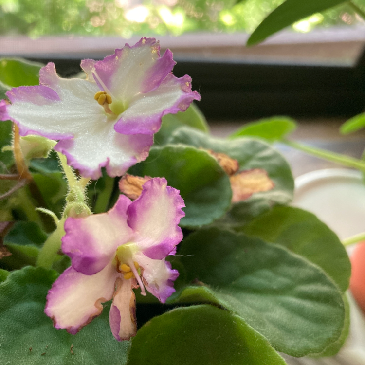 African Violet plant photo by @MizSherm named Delaney on Greg, the plant care app.