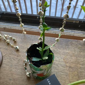 Florist Kalanchoe plant photo by @MizSherm named ‘Lil Orphan Annie on Greg, the plant care app.