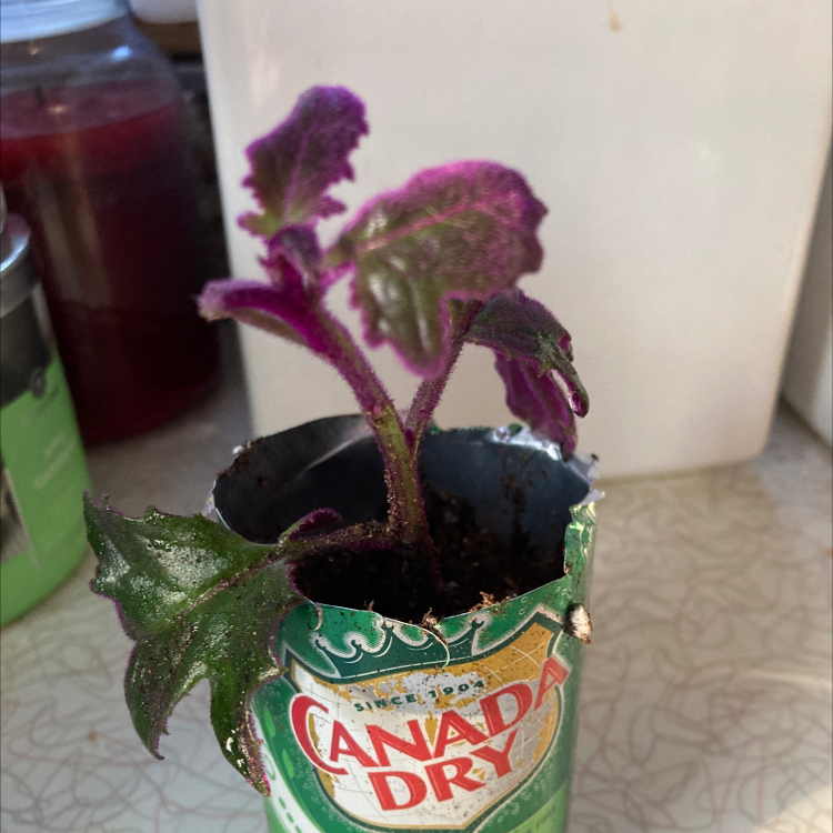 Purple Velvet Plant plant photo by @MizSherm named Phoebe on Greg, the plant care app.