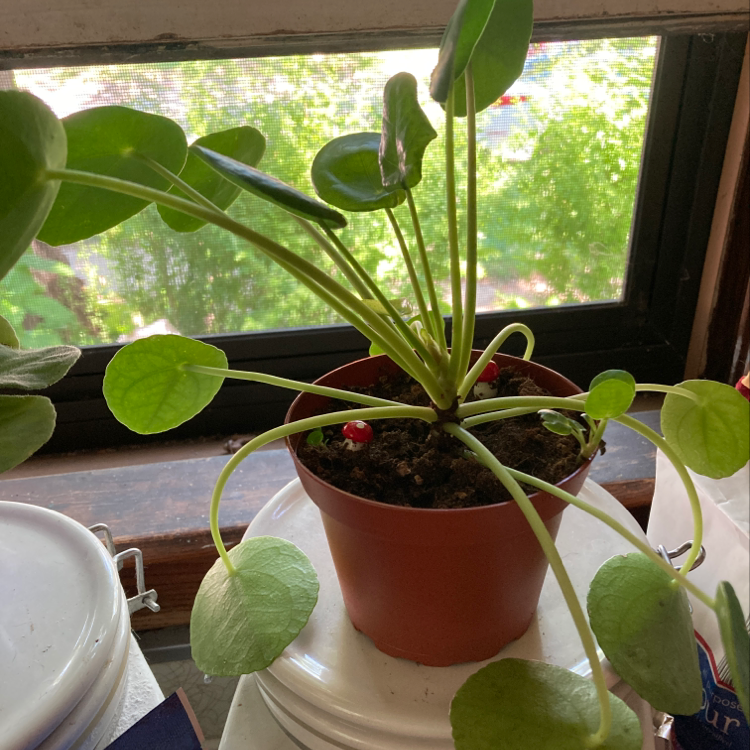 Chinese Money Plant plant photo by @MizSherm named Hemmingway on Greg, the plant care app.