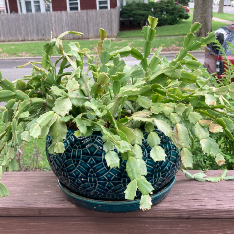 Photo of the plant species True Christmas Cactus by @MizSherm named Sinclair on Greg, the plant care app