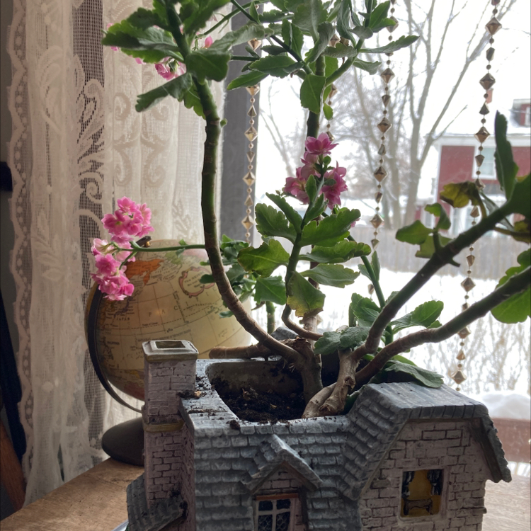 Florist Kalanchoe plant photo by @MizSherm named Zoey on Greg, the plant care app.