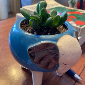 Lucky Plant plant photo by @MizSherm named Brody on Greg, the plant care app.
