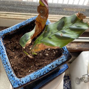 Green Prayer Plant plant photo by @MizSherm named Sisnarf on Greg, the plant care app.