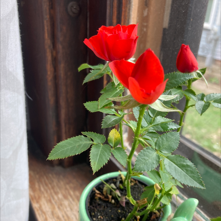 Dog Rose plant with red flowers in a green pot on a windowsill.