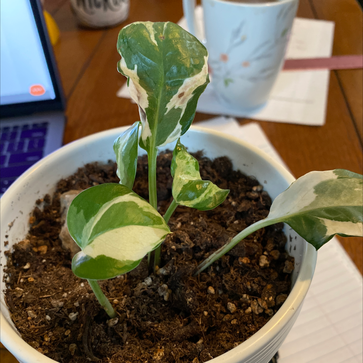 Pothos N' Joy plant in a white pot with variegated leaves and visible soil.