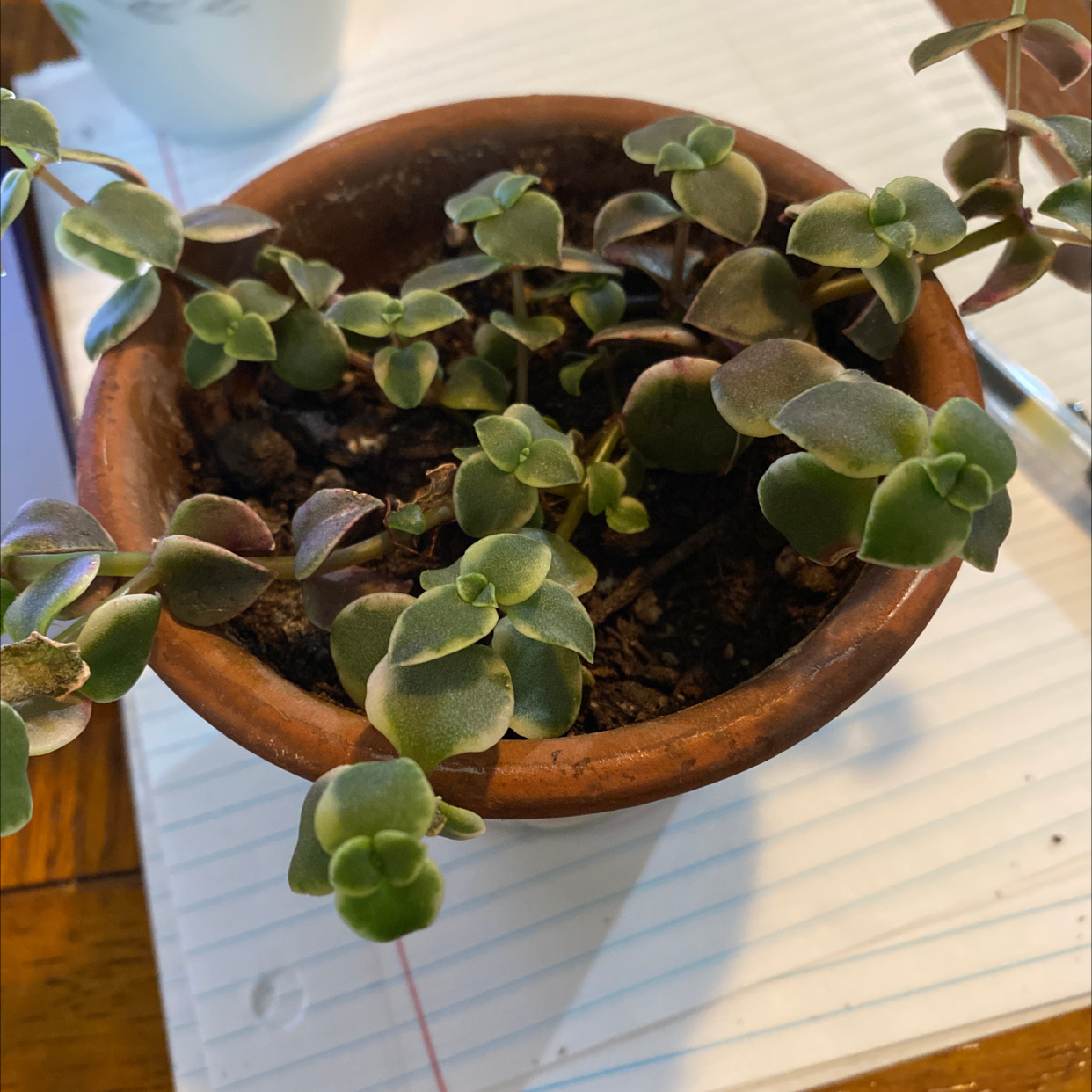 Potted Crassula Pellucida succulent with plump green and red-tinged leaves, appears healthy in terracotta pot with visible soil.