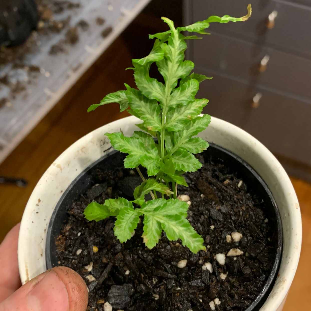 Healthy Brake Fern plant in a pot with visible soil, held by a hand.