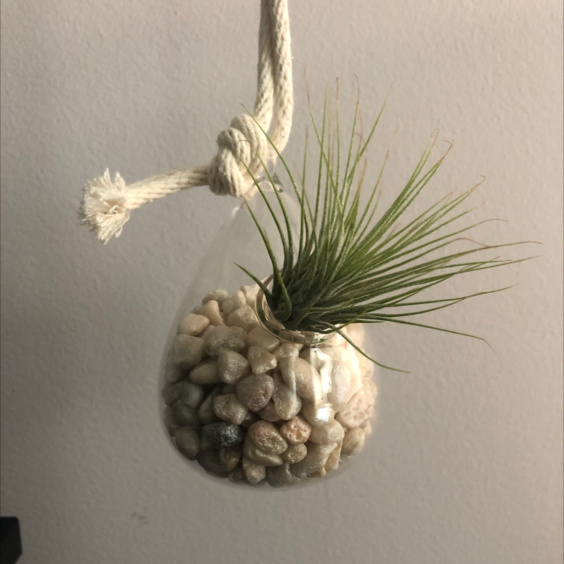 Photo of the plant species Beaucarnea gracilis by @Mikaylsierra named Beaucarnea on Greg, the plant care app
