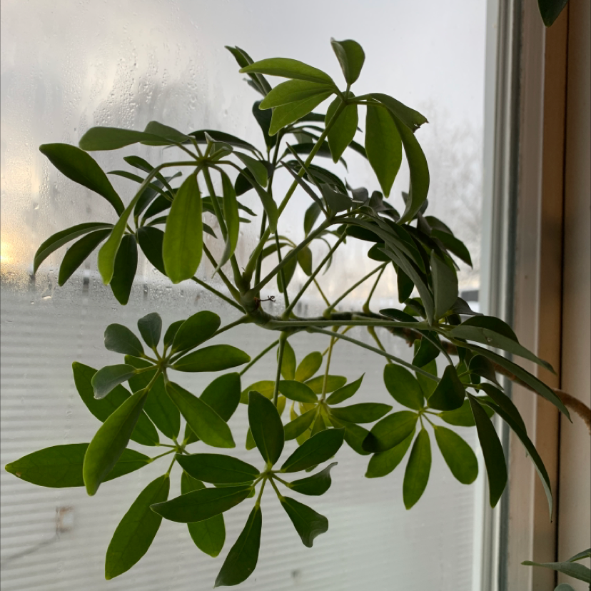Photo of the plant species Dwarf Umbrella Tree by @fanniesfarm named Bellatrix Lestrange on Greg, the plant care app
