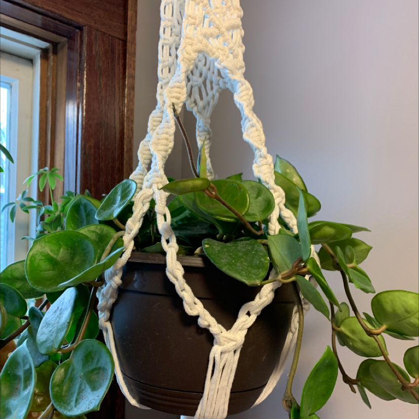 Chelsea Hoya plant in a hanging pot with healthy green leaves.