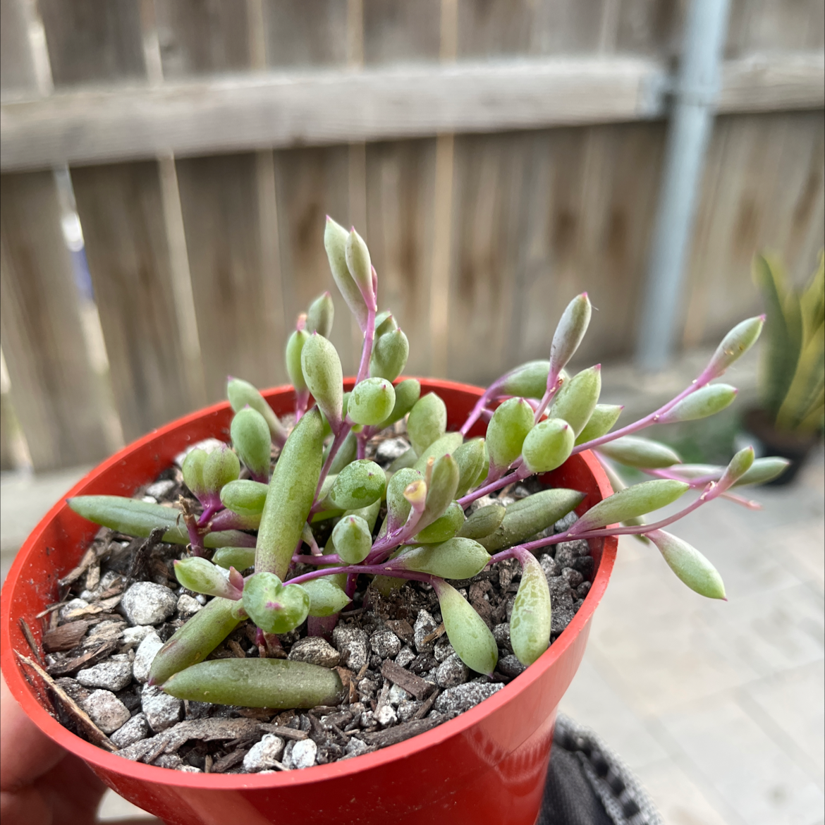 String of Pickles plant in a red pot with green leaves and purple stems.