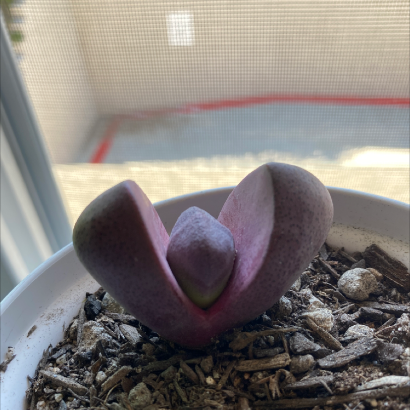 Split Rock plant (Pleiospilos nelii) in a pot with visible soil, well-framed and in focus.