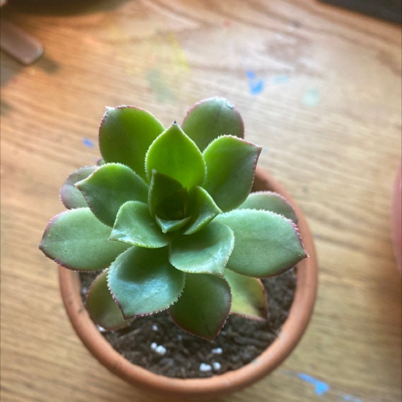 Aeonium 'Kiwi' plant in a terracotta pot with green leaves and red edges.