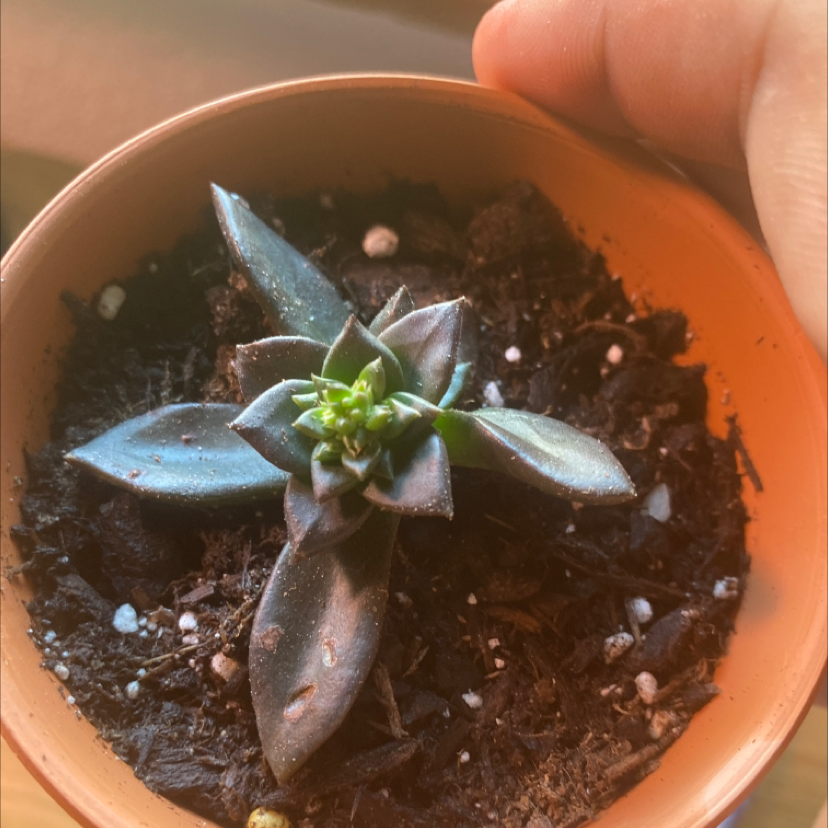 Echeveria 'Licorice' plant in a pot with visible soil, held by a hand.