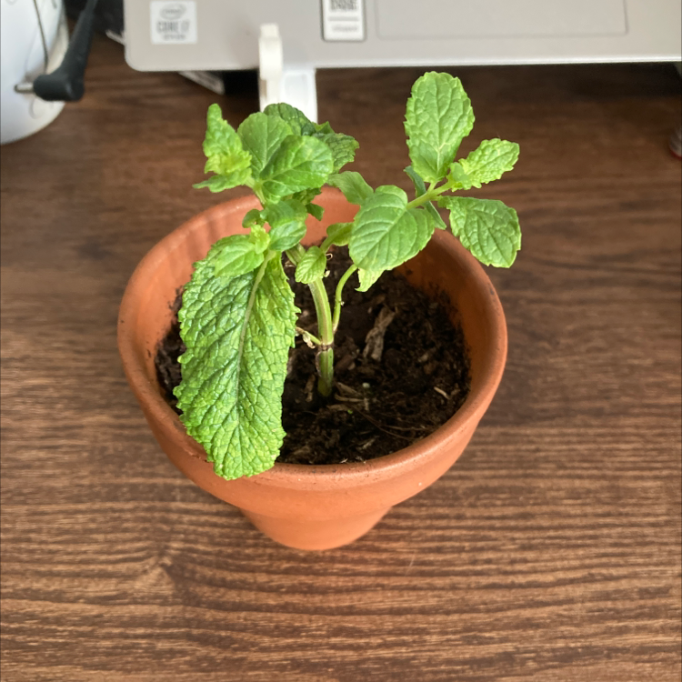 Peppermint plant in a terracotta pot with healthy green leaves.