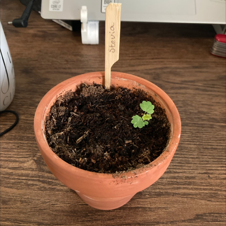 How Can You Tell If A Stevia Is Dying?