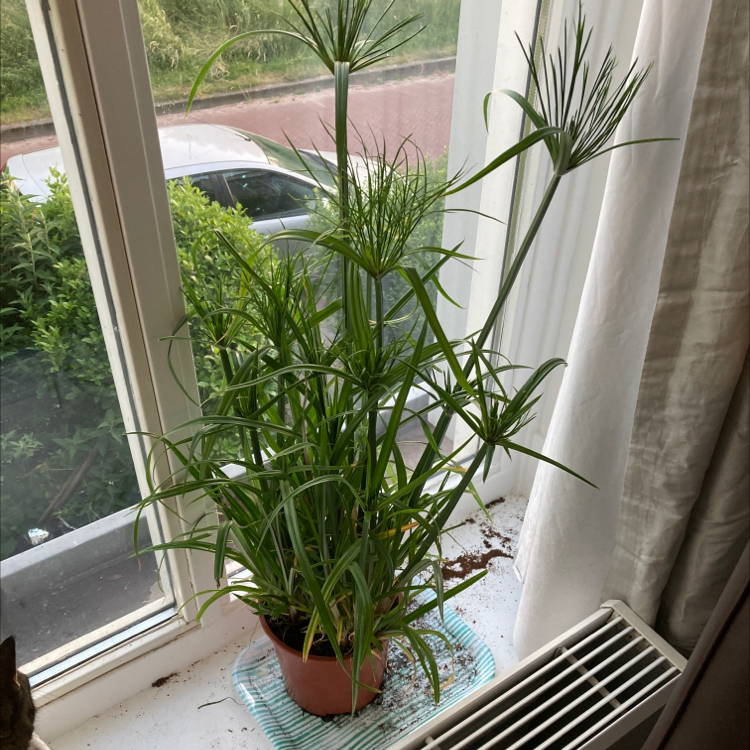 Umbrella Papyrus plant on a windowsill, healthy with green leaves.