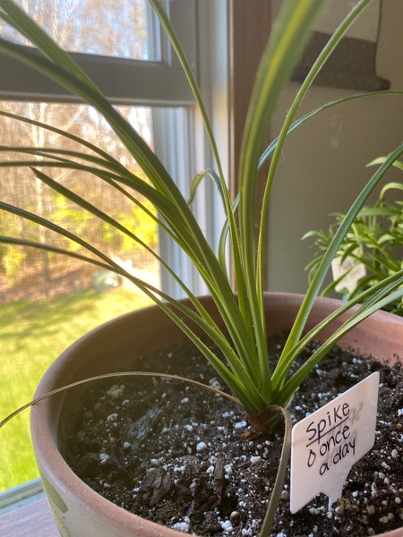Photo of the plant species Dracaena Spikes by Ashelai named Spike on Greg, the plant care app