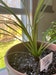 Calculate water needs of Dracaena Spikes