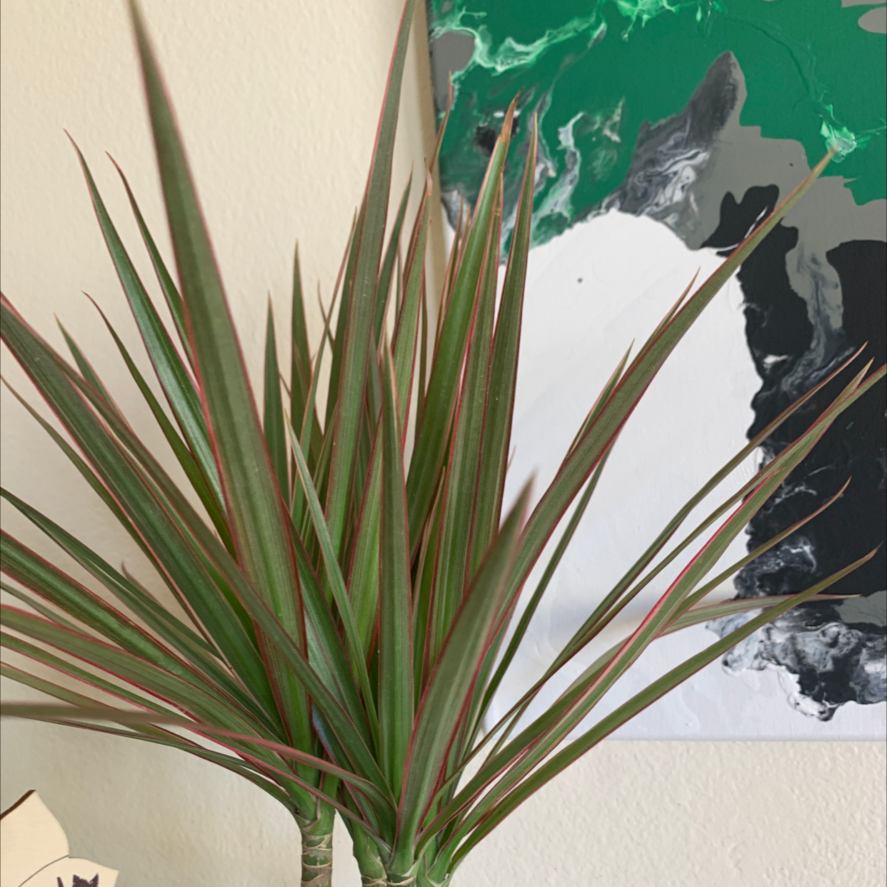 Dragon Tree plant photo by @PlantGoddess_ named Troll on Greg, the plant care app.