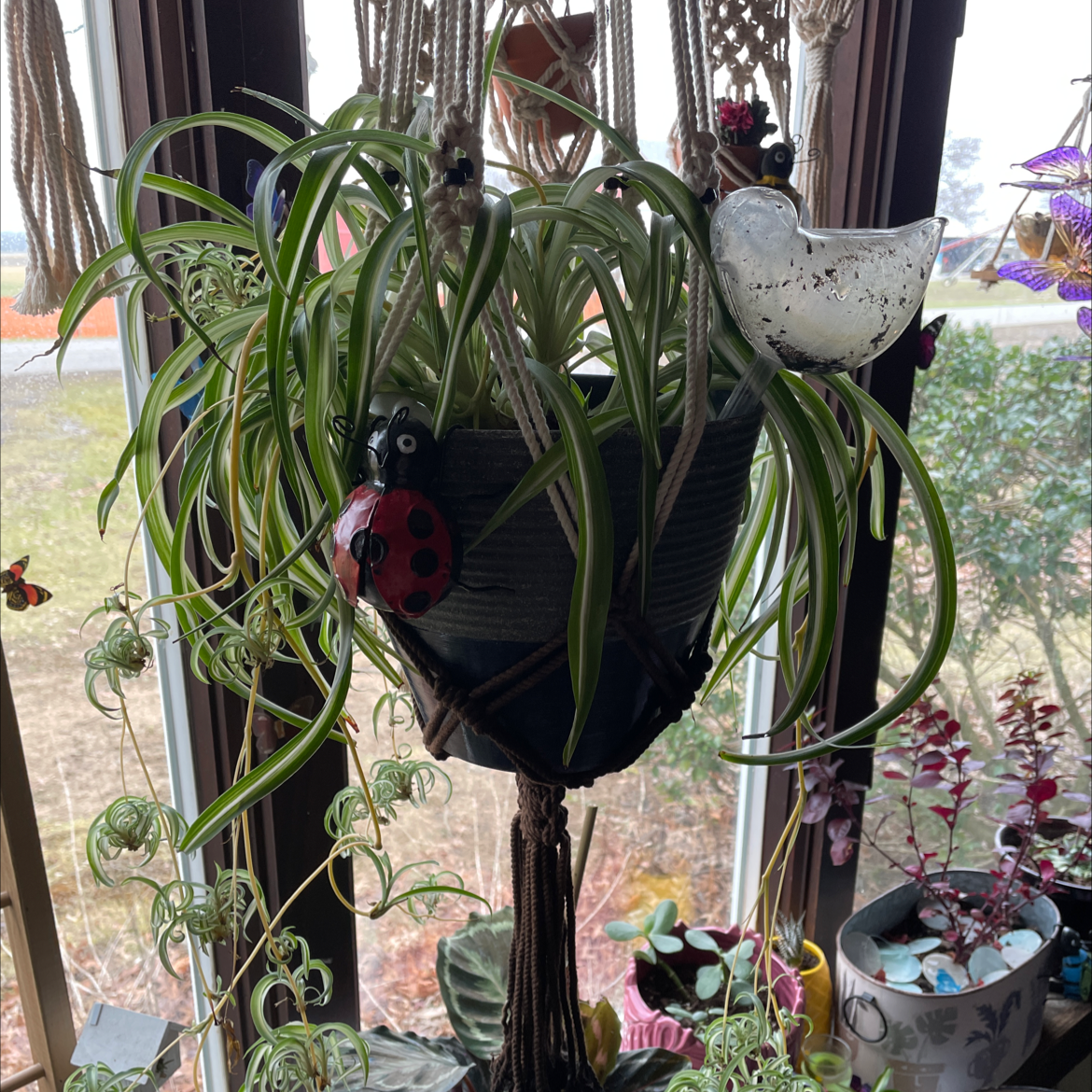 Variegated Spider Plant in a hanging pot with vibrant green and white striped leaves.