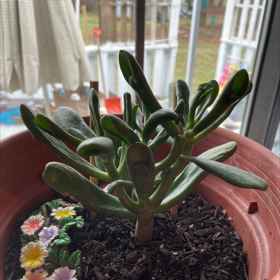 Gollum Jade plant in a pot with visible soil, healthy appearance.