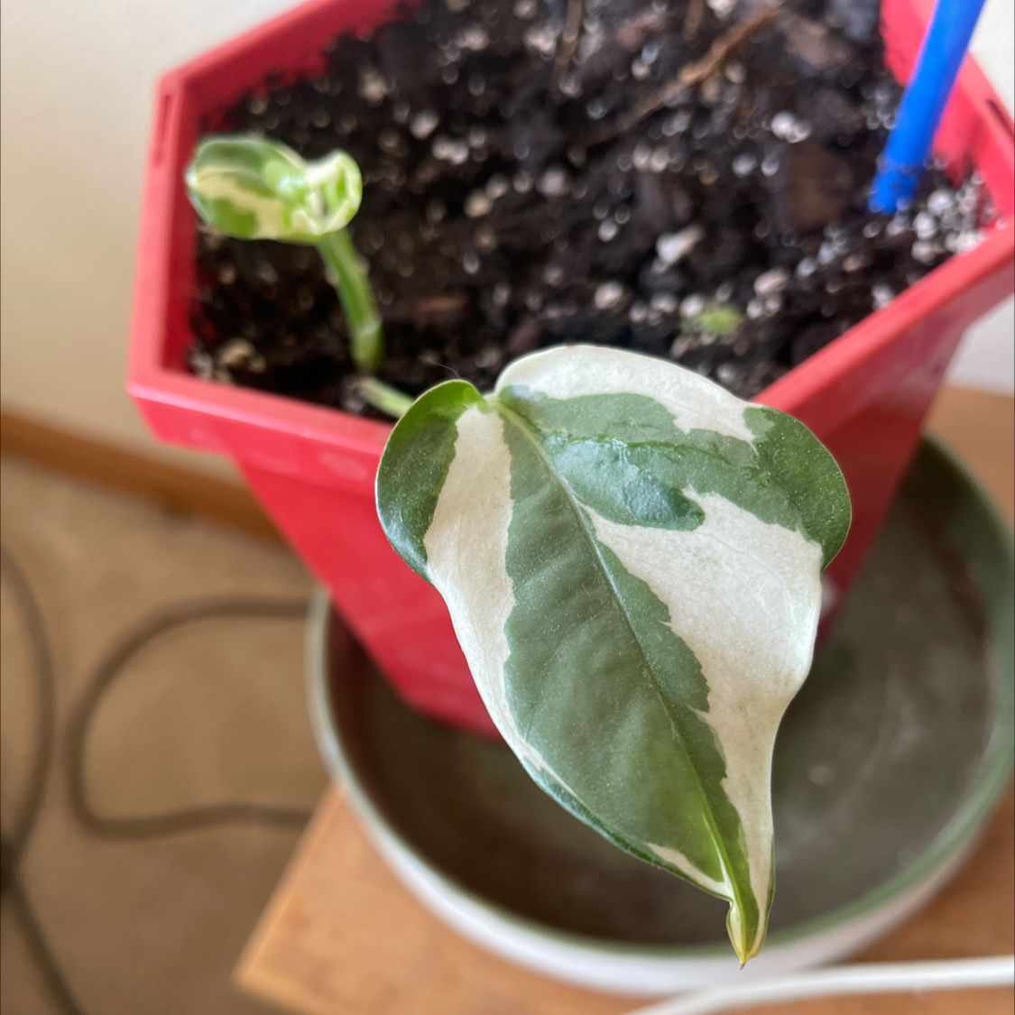 Taro Vine plant photo by @NishLaursen named ￼ Pharaoh on Greg, the plant care app.