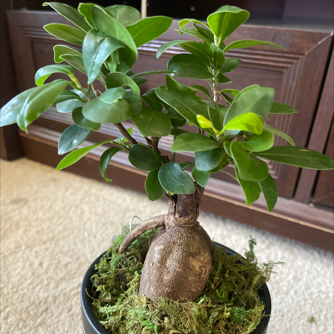 Ficus Ginseng plant photo by @NishLaursen named Gin Gin on Greg, the plant care app.