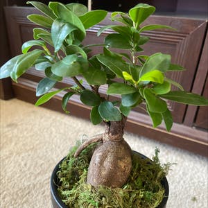 Ficus Ginseng plant photo by Nishlaursen named Gin Gin on Greg, the plant care app.