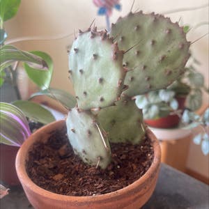 Black-Spined Prickly Pear plant photo by Nishlaursen named Purple Paddle on Greg, the plant care app.