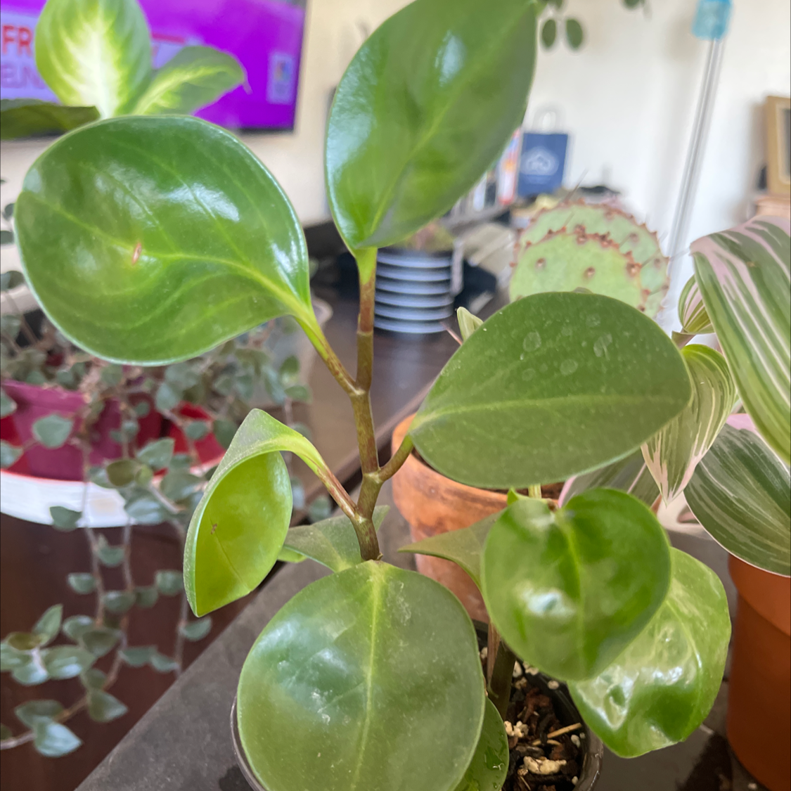 Baby Rubber Plant plant photo by @NishLaursen named Pepperoni￼ on Greg, the plant care app.