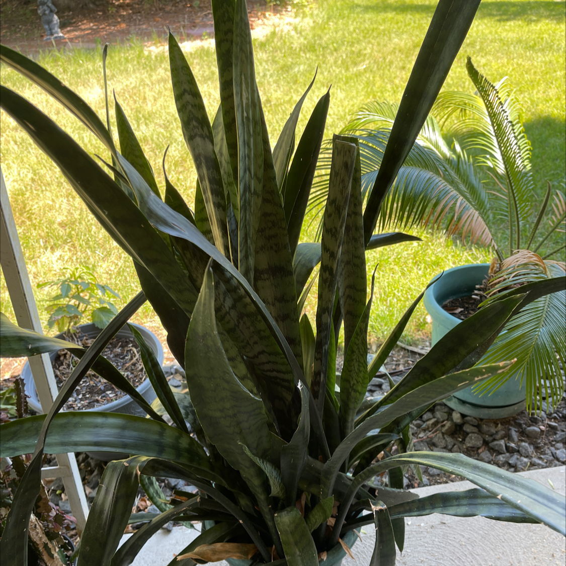 Snake Plant plant photo by @NishLaursen named Mother Tongue￼ on Greg, the plant care app.