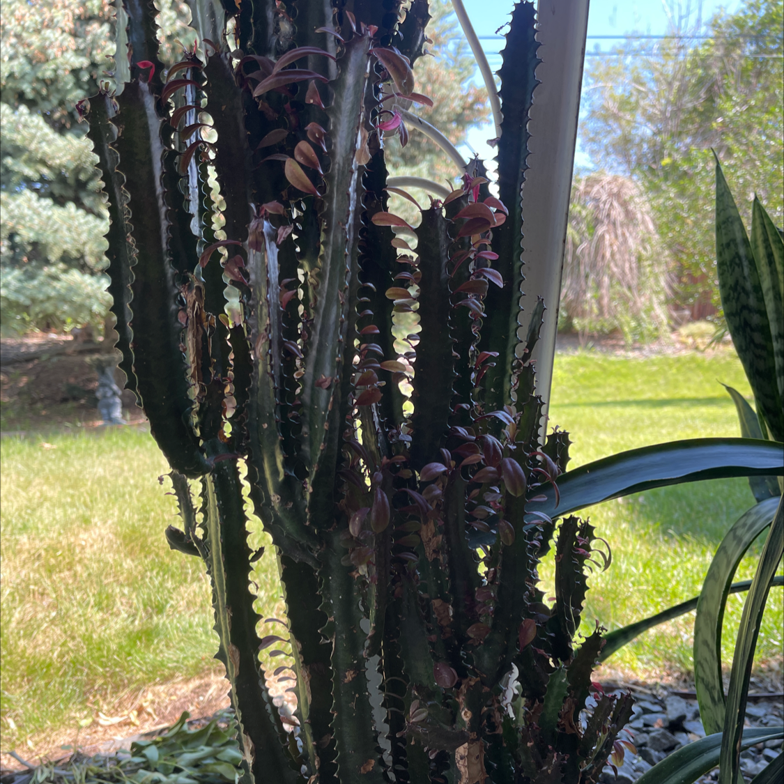 African Milk Tree plant photo by @NishLaursen named Pokey￼ on Greg, the plant care app.