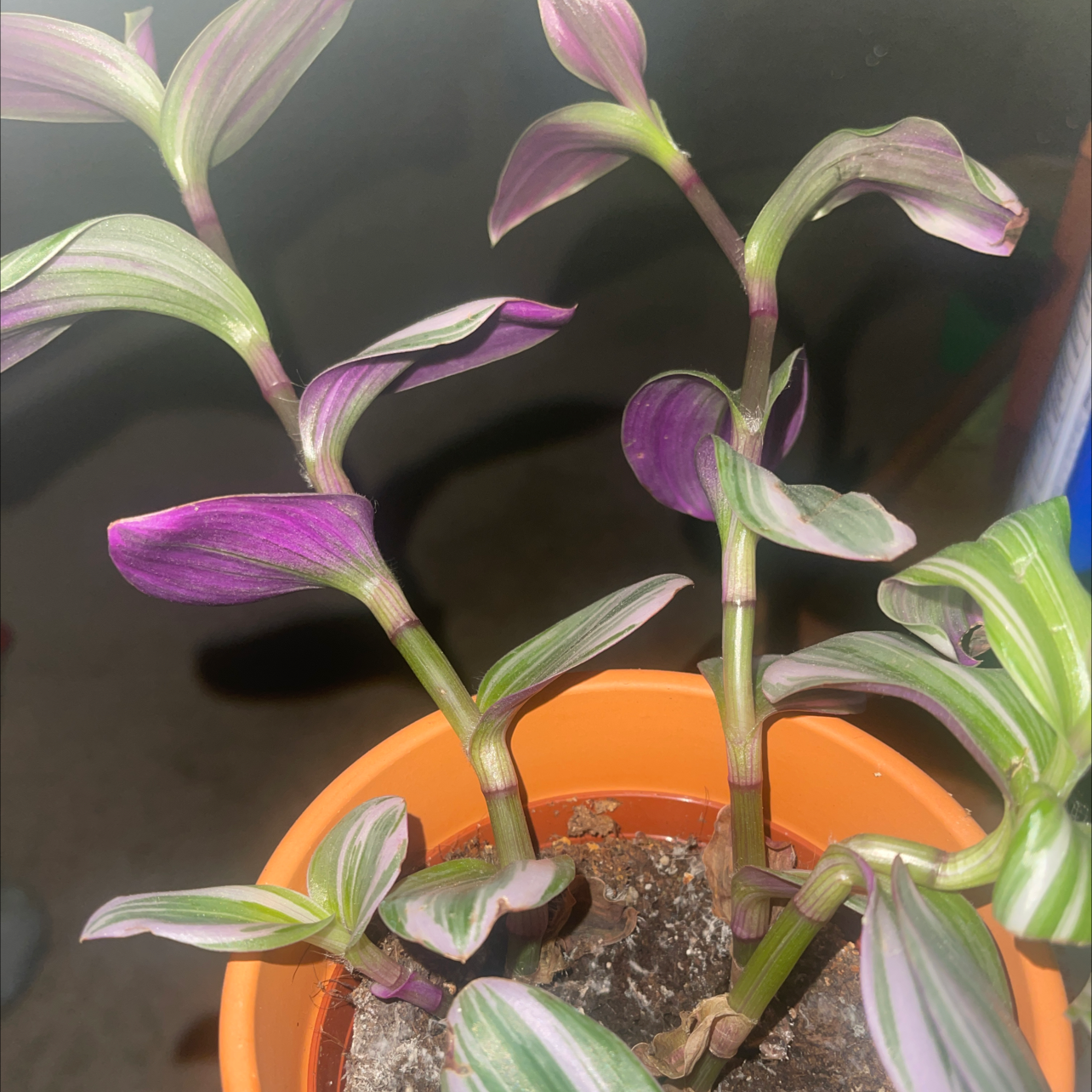 Small-Leaf Spiderwort plant photo by @NishLaursen named Nanuke Nanuke on Greg, the plant care app.