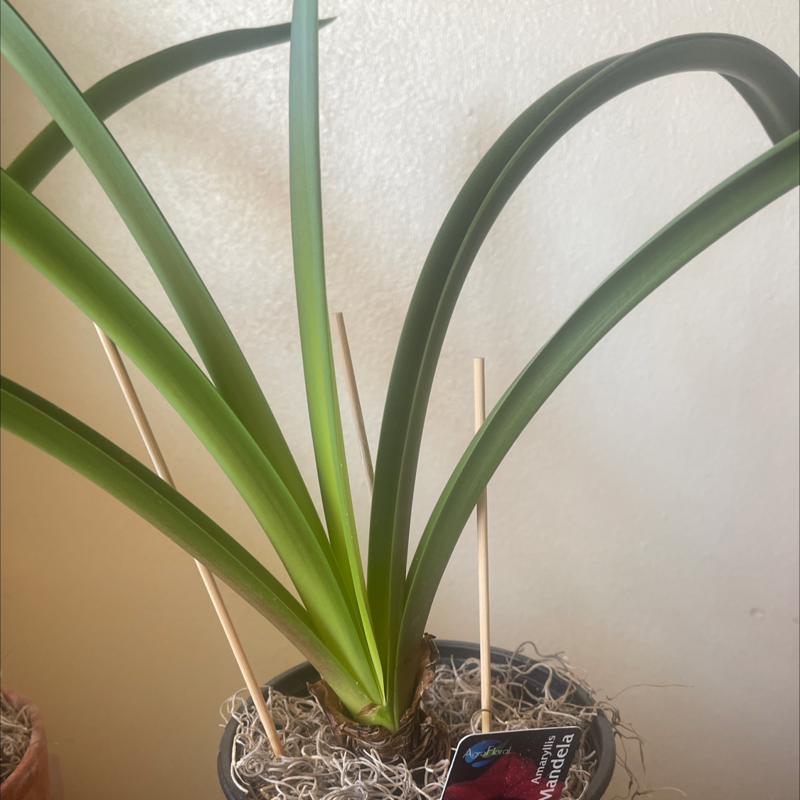 Photo of the plant species Barbosa Lily by @NishLaursen named Amaryllis Mandela￼ on Greg, the plant care app