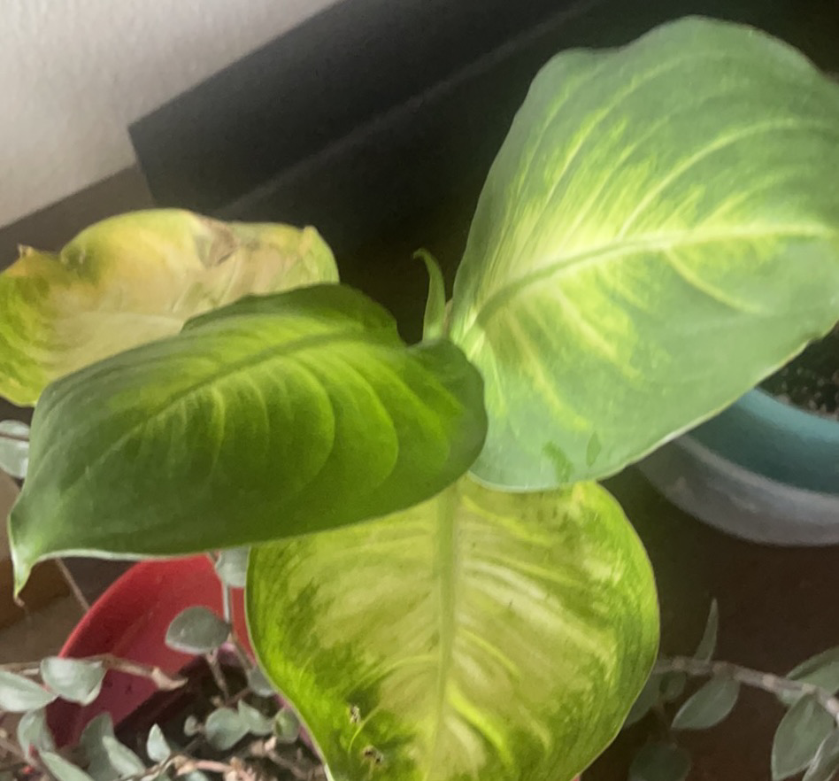 Dieffenbachia plant photo by @NishLaursen named Sir Plancelot on Greg, the plant care app.