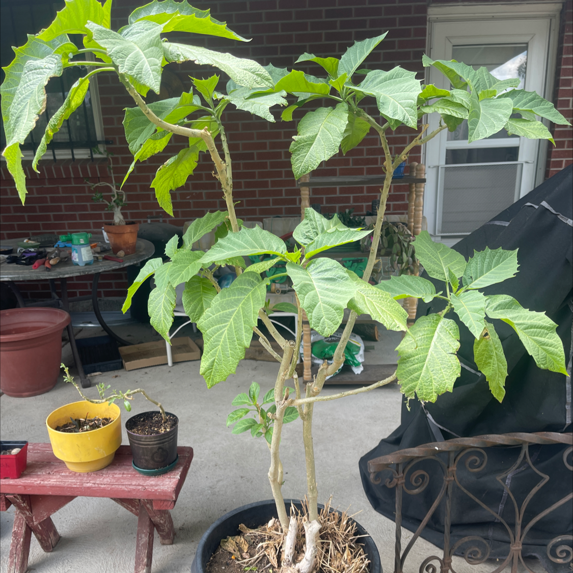 Photo of the plant species Brazil's White Angel Trumpet by @NishLaursen named Angel Trumpet￼ on Greg, the plant care app