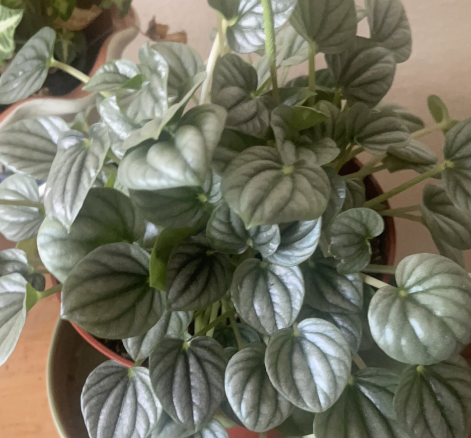 Peperomia Caperata plant photo by @NishLaursen named Cleopatra Pep on Greg, the plant care app.