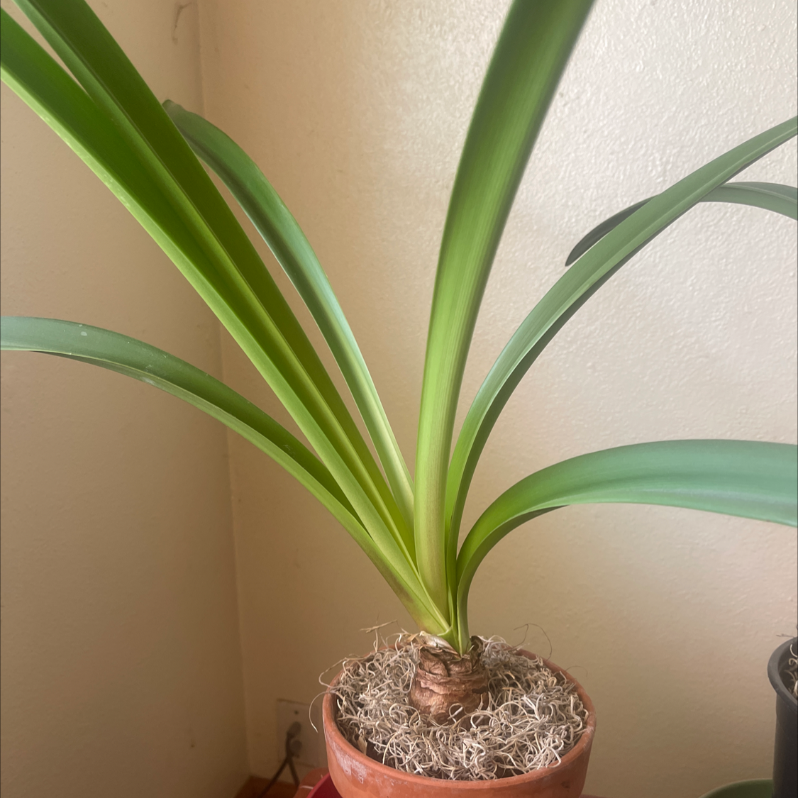 Photo of the plant species Bush Lily by @NishLaursen named Amaryllis Whitey￼￼ on Greg, the plant care app