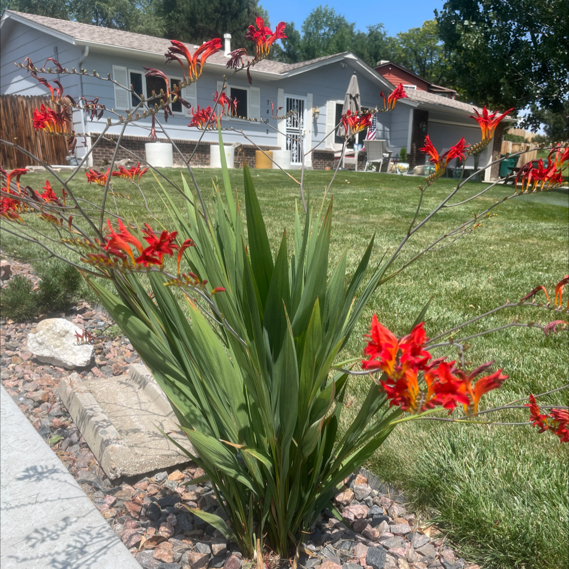 Photo of the plant species Greater Cobra Lily by @NishLaursen named Planty on Greg, the plant care app