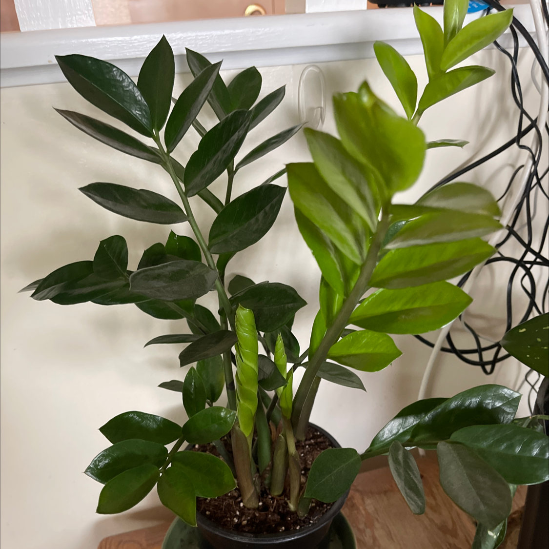 Zamioculcas Zamiifolia plant photo by @NishLaursen named ZZ Top on Greg, the plant care app.